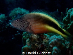 Speckled Hawkfish, an interesting  resident of the reefs ... by David Gilchrist 